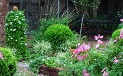 Baby Gem Boxwood - 2 Gallon Pot -Shrub Plant Shop Picture Boxwood Baby Gem Specimen