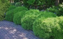 Franklins Gem Dwarf Boxwood - 1 Gallon Pot -Shrub Plant Shop Picture Boxwood Franklins Gem 2