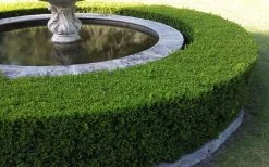 Franklins Gem Dwarf Boxwood - 1 Gallon Pot -Shrub Plant Shop Picture Boxwood Franklins Gem Hedge 2