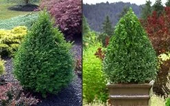 Green Mountain Boxwood - 3 Gallon Pot -Shrub Plant Shop Picture Boxwood Green Mountain 2 2