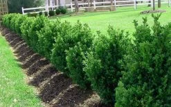Green Mountain Boxwood - 6 Pack Of 1 Gallon Pots -Shrub Plant Shop Picture Boxwood Green Mountain Hedge 1