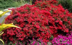 Cherry Dazzle Dwarf Crape Myrtle - 2 Gallon Pot -Shrub Plant Shop Picture Crape Myrtle Cherry Dazzle 5
