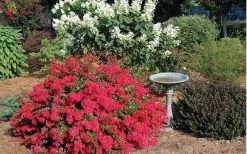 Cherry Dazzle Dwarf Crape Myrtle - 2 Gallon Pot -Shrub Plant Shop Picture Crape Myrtle Cherry Dazzle Dwarf 2