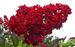 Dynamite Red Crape Myrtle - 7 Gallon Pot (3-4') -Shrub Plant Shop Picture Crape Myrtle Dynamite 1 1