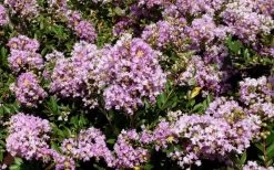 Early Bird Lavender Crape Myrtle - 3 Gallon Pot -Shrub Plant Shop Picture Crape Myrtle Early Bird Lavender