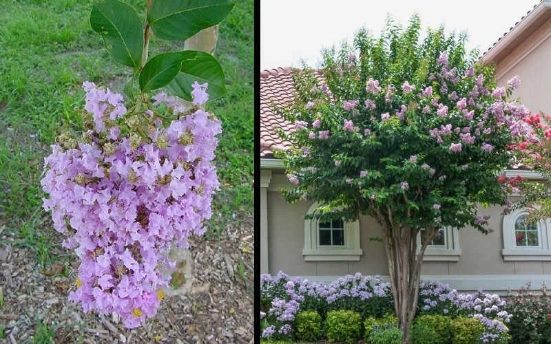Muskogee Lavender Crape Myrtle - 3 Gallon Pot 4 Muskogee Lavender Crape Myrtle - 3 Gallon Pot - Image 4
