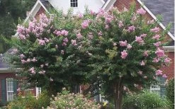 Muskogee Lavender Crape Myrtle - 6 Pack Of 1 Gallon Pots -Shrub Plant Shop Picture Crape Myrtle Muskogee Lavender 2 1