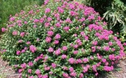 Pocomoke Dwarf Crape Myrtle - 1 Gallon Pot -Shrub Plant Shop Picture Crape Myrtle Pocomoke 2 1