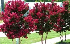 Tonto Red Crape Myrtle - 1 Gallon Pot -Shrub Plant Shop Picture Crape Myrtle Tonto 2