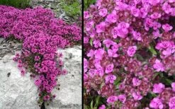 Red Creeping Thyme (Thymus Praecox 'Coccineus') - 6 Pack Of Pint Pots -Shrub Plant Shop Picture Creeping Thyme Red 4