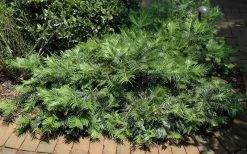 Creeping Japanese Plum Yew (Cephalotaxus Harringtonia 'Prostrata') - 6 Pack Of 2.5 Quart Pots -Shrub Plant Shop Picture Creeping Yew 1