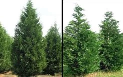Leyland Cypress - 3 Gallon Pot -Shrub Plant Shop Picture Cypress Leyland 1