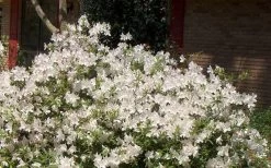 Autumn Ivory Encore Azalea - 3 Gallon Pot -Shrub Plant Shop Picture Encore Azalea Ivory 3