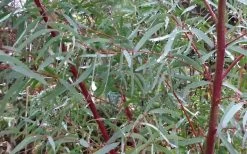 Angus Cold Hardy Eucalyptus Tree (Eucalyptus Nicholii) - 6 Pack Of 1 Gallon Pots -Shrub Plant Shop Picture Eucalyptus Tree Anugus Willow Leaf Peppermint