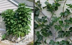 Brown Turkey Fig Tree - 3 Gallon Pot -Shrub Plant Shop Picture Fig Brown Turkey Espalier