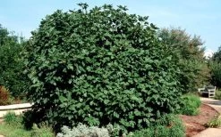 Brown Turkey Fig Tree - 3 Gallon Pot -Shrub Plant Shop Picture Fig Brown Turkey Shrub Large