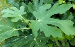 Brown Turkey Fig Tree - 3 Gallon Pot -Shrub Plant Shop Picture Fig Brown Turkey Tree Leaves