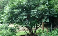 Brown Turkey Fig Tree - 3 Gallon Pot -Shrub Plant Shop Picture Fig Brown Turkey Tree Multi