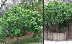 Brown Turkey Fig Tree - 3 Gallon Pot -Shrub Plant Shop Picture Fig Brown Turkey Trees