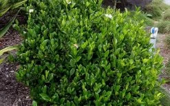 August Beauty Gardenia - 2.5 Quart Pot -Shrub Plant Shop Picture Gardenia August Beauty 1