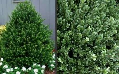 Pyramidal Compacta Japanese Holly - 3 Gallon Pot -Shrub Plant Shop Picture Holly Compacta Pyramidal 1