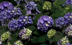 Bloomstruck Endless Summer Hydrangea - 3 Gallon Pot -Shrub Plant Shop Picture Hydrangea Bloomstruck 1