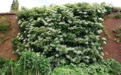 Moonlight Climbing Hydrangea - 2 Gallon Pot 19 Moonlight Climbing Hydrangea - 2 Gallon Pot -Shrub Plant Shop Picture Hydrangea Climbing Petiolaris 5 2