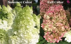 Limelight PeeGee Hydrangea - 1 Gallon Pot -Shrub Plant Shop Picture Hydrangea Limelight 3