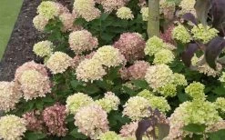Little Lime Hydrangea - 1 Gallon Pot -Shrub Plant Shop Picture Hydrangea Little Lime 2