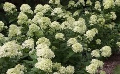 Little Lime Hydrangea - 1 Gallon Pot -Shrub Plant Shop Picture Hydrangea Little Lime 3