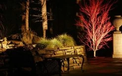 Sango Kaku Coral Bark Japanese Maple - 3 Gallon Pot -Shrub Plant Shop Picture Japanese Maple Coral Bark Lighted At Night