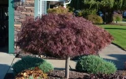 Crimson Queen Dwarf Japanese Maple (High Graft Tree Form) - 1 Gallon Pot -Shrub Plant Shop Picture Japanese Maple Crimson Queen 1