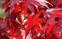 Fireglow Red Leaf Japanese Maple - 5 Gallon Pot (4.5-5.5') 14 Fireglow Red Leaf Japanese Maple - 5 Gallon Pot (4.5-5.5') -Shrub Plant Shop Picture Japanese Maple Fireglow 2