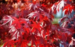 Fireglow Red Leaf Japanese Maple - 5 Gallon Pot (4.5-5.5') 15 Fireglow Red Leaf Japanese Maple - 5 Gallon Pot (4.5-5.5') -Shrub Plant Shop Picture Japanese Maple Fireglow 3