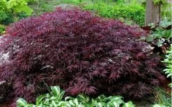 Red Dragon Dwarf Japanese Maple - 1 Gallon Pot -Shrub Plant Shop Picture Japanese Maple Red Dragon