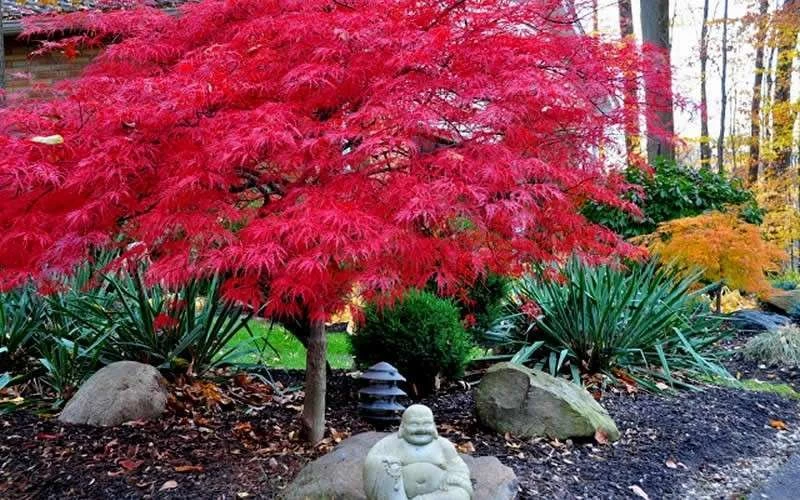 Red Dragon Dwarf Japanese Maple - 5 Gallon Pot 5 Red Dragon Dwarf Japanese Maple - 5 Gallon Pot - Image 5