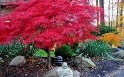 Red Dragon Dwarf Japanese Maple - 2 Gallon Pot -Shrub Plant Shop Picture Japanese Maple Red Dragon 4 2