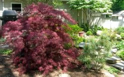 Tamukeyama Dwarf Red Japanese Maple - 2 Gallon Pot -Shrub Plant Shop Picture Japanese Maple Tamukeyama 3