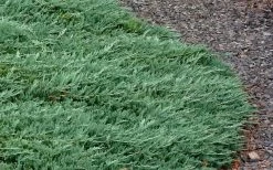 Blue Rug Juniper - 1 Gallon Pot -Shrub Plant Shop Picture Juniper Blue Rug 3