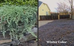 Blue Rug Juniper - 1 Gallon Pot -Shrub Plant Shop Picture Juniper Blue Rug Winter Color