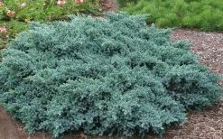 Blue Star Juniper - 1 Gallon Pot 8 Blue Star Juniper - 1 Gallon Pot -Shrub Plant Shop Picture Juniper Blue Star
