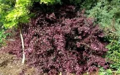 Red Diamond Loropetalum - 1 Gallon Pot -Shrub Plant Shop Picture LoropetalumRedDiamond 4