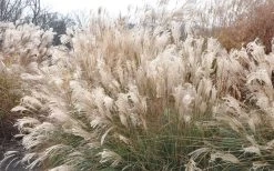 Adagio Dwarf Maiden Grass - Miscanthus Sinensis - 1 Gallon Pot 13 Adagio Dwarf Maiden Grass - Miscanthus Sinensis - 1 Gallon Pot -Shrub Plant Shop Picture Maiden Grass Adagio Dwarf 2