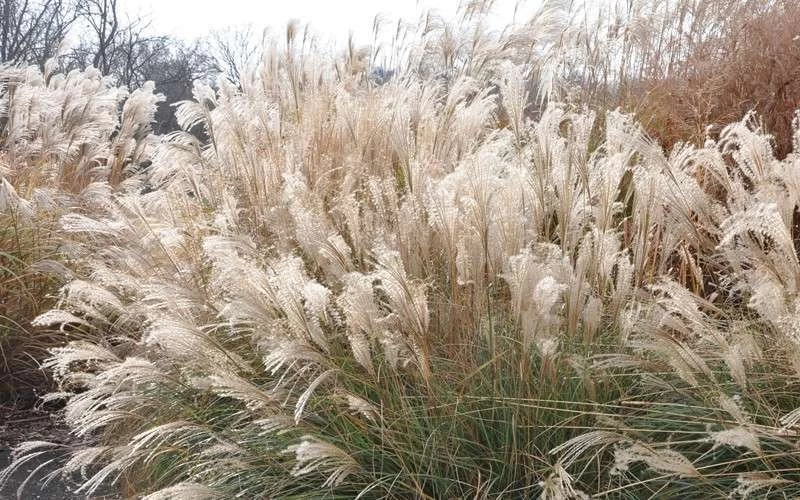 Adagio Dwarf Maiden Grass - Miscanthus Sinensis - 1 Gallon Pot 7 Adagio Dwarf Maiden Grass - Miscanthus Sinensis - 1 Gallon Pot - Image 7