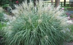 Adagio Dwarf Maiden Grass - Miscanthus Sinensis - 1 Gallon Pot 10 Adagio Dwarf Maiden Grass - Miscanthus Sinensis - 1 Gallon Pot -Shrub Plant Shop Picture Maiden Grass Adagio Dwarf