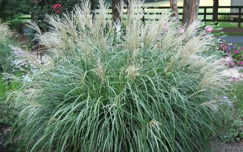 Adagio Dwarf Maiden Grass - Miscanthus Sinensis - 1 Gallon Pot 4 Adagio Dwarf Maiden Grass - Miscanthus Sinensis - 1 Gallon Pot - Image 4