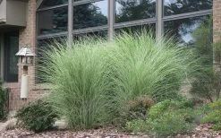Maiden Grass - Miscanthus Sinensis 'Gracillimus' - 3 Gallon Pot -Shrub Plant Shop Picture Maiden Grass Gracillimus 1
