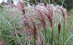 Maiden Grass - Miscanthus Sinensis 'Gracillimus' - 3 Gallon Pot -Shrub Plant Shop Picture Miscanthus Gracillimus Seed Heads 1