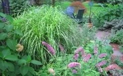 Little Zebra Grass - Miscanthus - 3 Gallon Pot -Shrub Plant Shop Picture Miscanthus Little Zebra 3