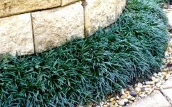 Dwarf Mondo Grass - 72 Pack Of 3.5" Pint Pots 12 Dwarf Mondo Grass - 72 Pack Of 3.5" Pint Pots -Shrub Plant Shop Picture Mondo Grass Dwarf 4